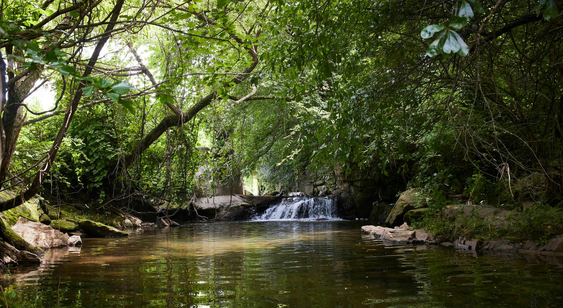 A creek with a small waterfall surrounded by trees.