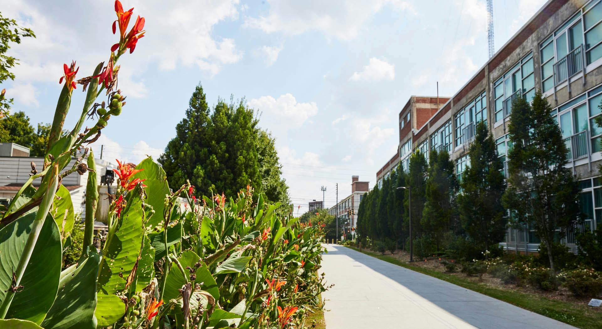 Bright flowers line a paved path.